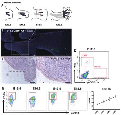 Ontogeny of Synovial Macrophages and the Roles of Synovial Macrophages From Different Origins in Arthritis